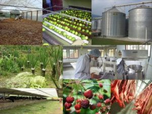 Implementación de calentador solar en la industria alimentaria